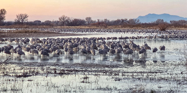 Bernardo Wildlife Area, New Mexico